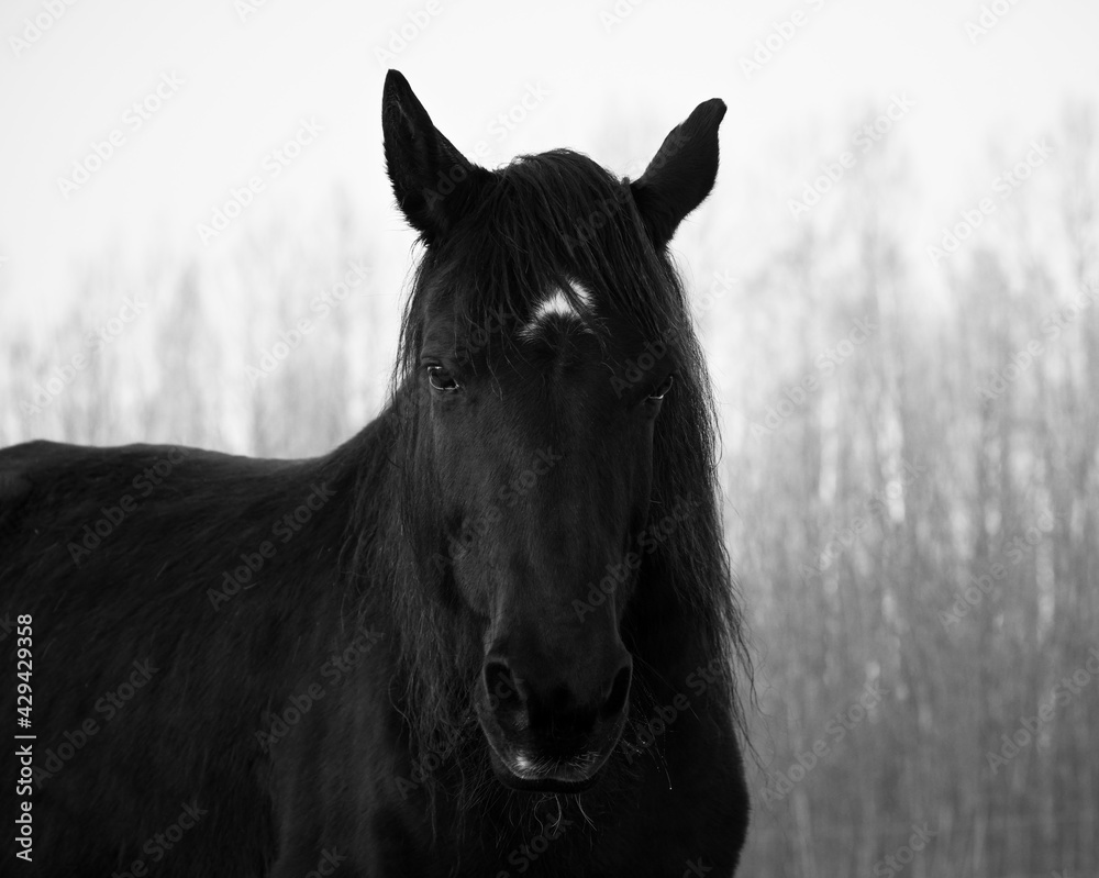 Obraz premium Monochrome image of portrait of beautiful old black horse with white star and long mane. Forest in the background