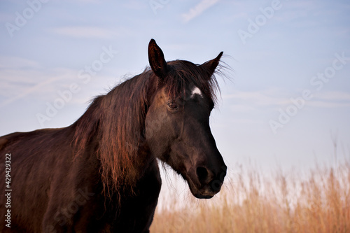 Portrait of beautiful old black horse with white star and long mane in rays of winter evening sunset. Forest in the background © Ilga
