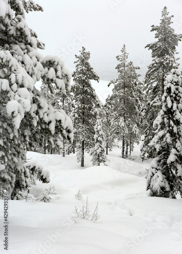 snow covered pine trees