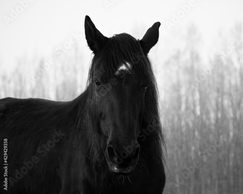 Monochrome image of portrait of beautiful old black horse with white star and long mane. Forest in the background