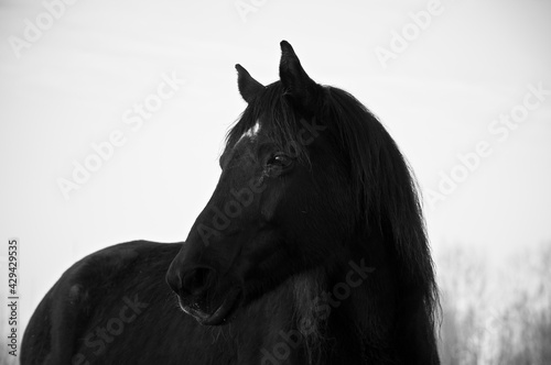 Monochrome image of portrait of beautiful old black horse with white star and long mane. Forest in the background © Ilga