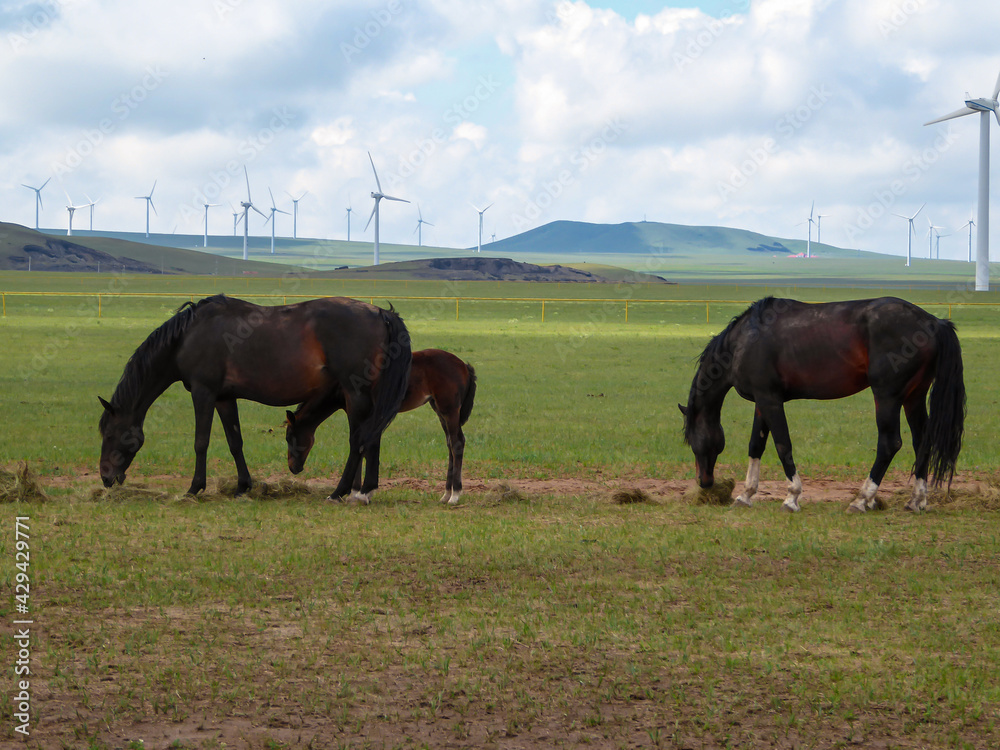 Obraz premium Heard of horses grazing under wind turbines build on a vast pasture in Xilinhot, Inner Mongolia. Natural resources energy. A smal foal. Endless grassland. Blue sky with white, thick clouds. Serenity