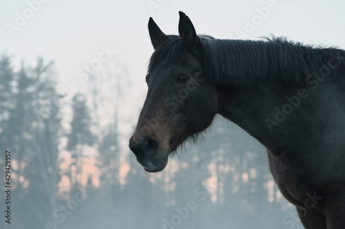 Portrait of beautiful bay horse in rays of winter evening sunset. Forest in the background