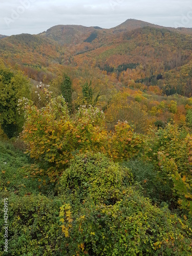 Blätterwald im Herbst