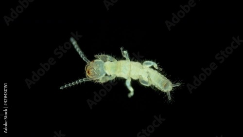 Newly born relic insect nymph Embia savignyi under a microscope. photo