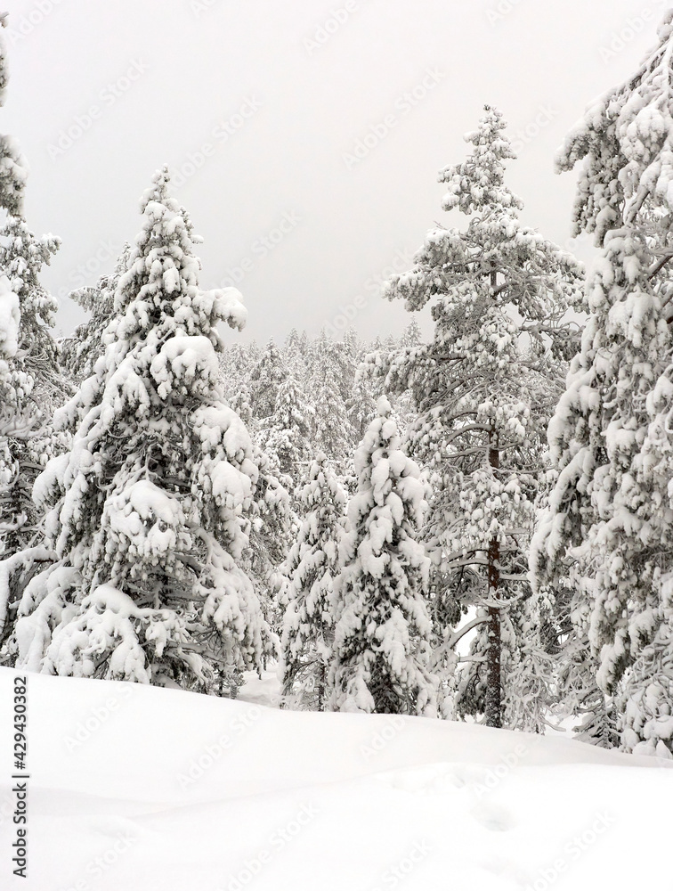 Naklejka premium snow covered trees in winter