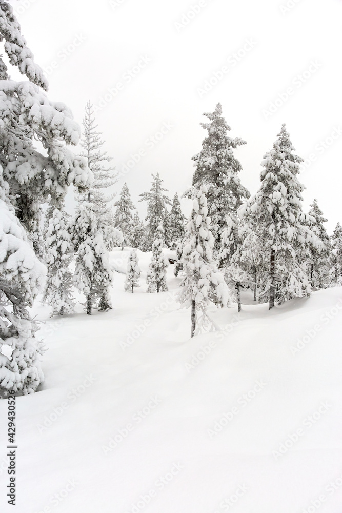 snow covered forest