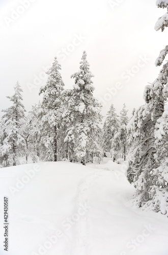 snow covered trees © imagemanufaktur