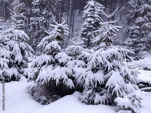 small snow-covered fir trees in the winter forest. beautiful winter snowy landscape.
