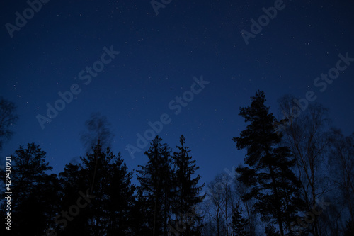 Treetops silhouettes against dark clod blue night sky full of stars