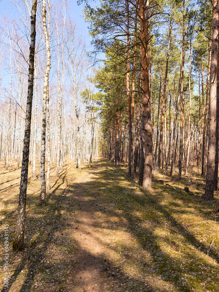 Fototapeta premium Forest landscape with Pine and birch trees