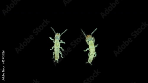 Newly born relic insect nymph Embia savignyi under a microscope. photo