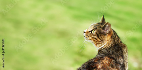Photography A beautiful stray cat sits in the green grass and looks to the side