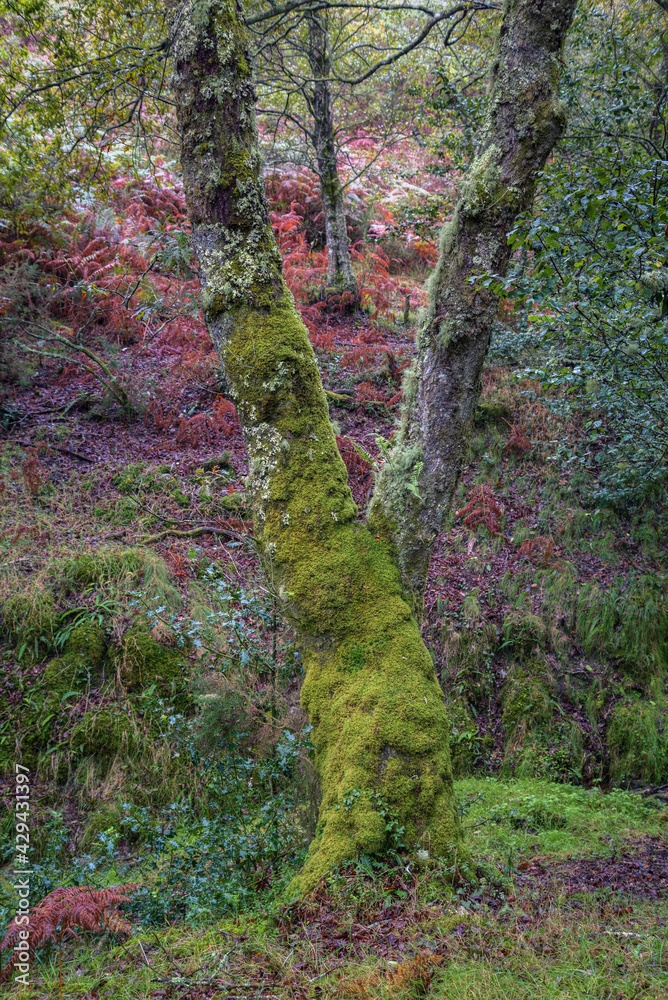 Obraz premium The forked and moss covered trunk of an oak tree