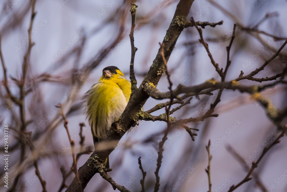 Fototapeta premium Selective focus photo. Siskin bird on tree. Spinus spinus.