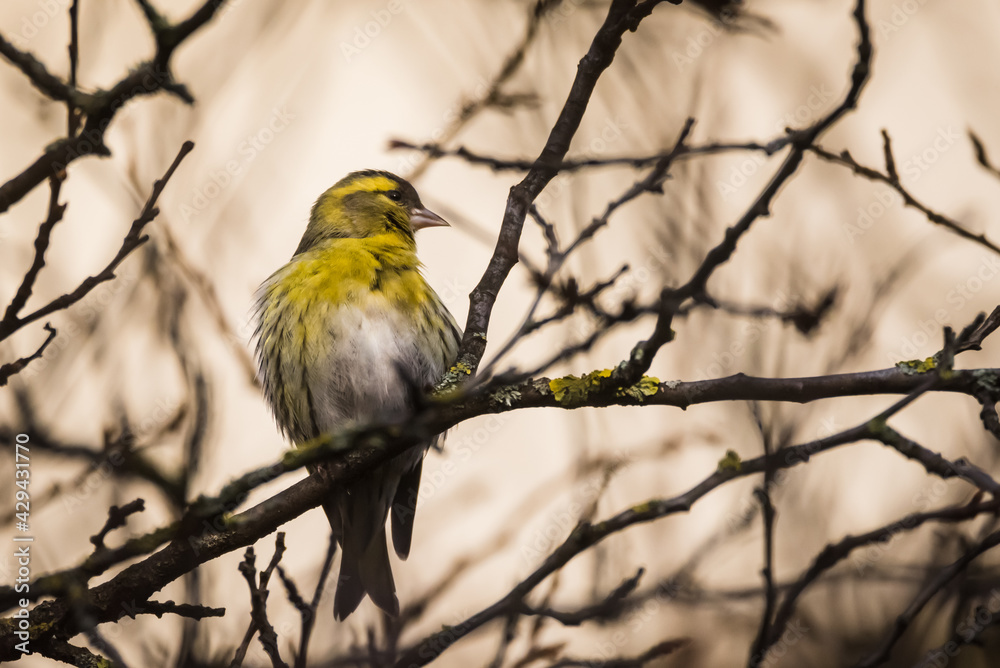 Fototapeta premium Selective focus photo. Siskin bird on tree. Spinus spinus.