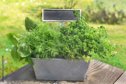 romatic herbs like basil, parsley and bill fresh put in a metal gardener with...
