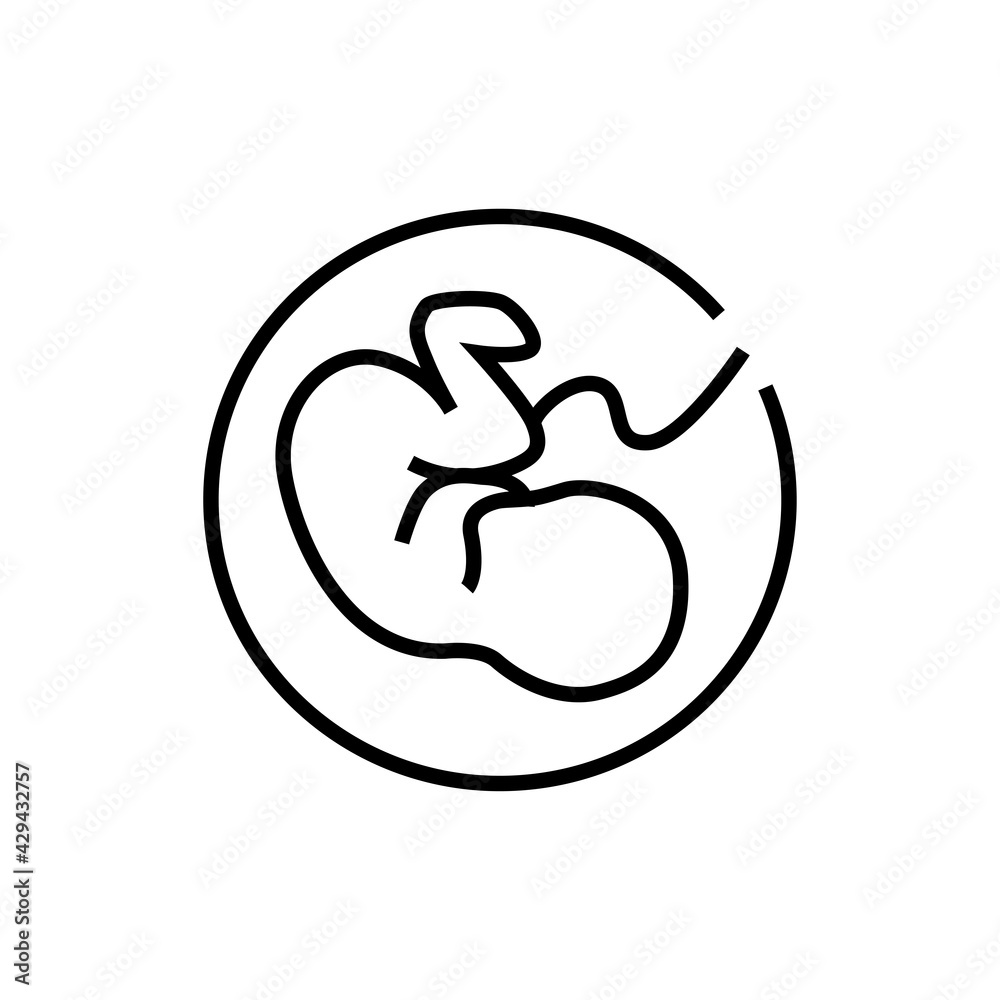 Growth fetus development icon. Pregnancy vector illustration. Isolated contour of orthopedic material on white background. Editable stroke.