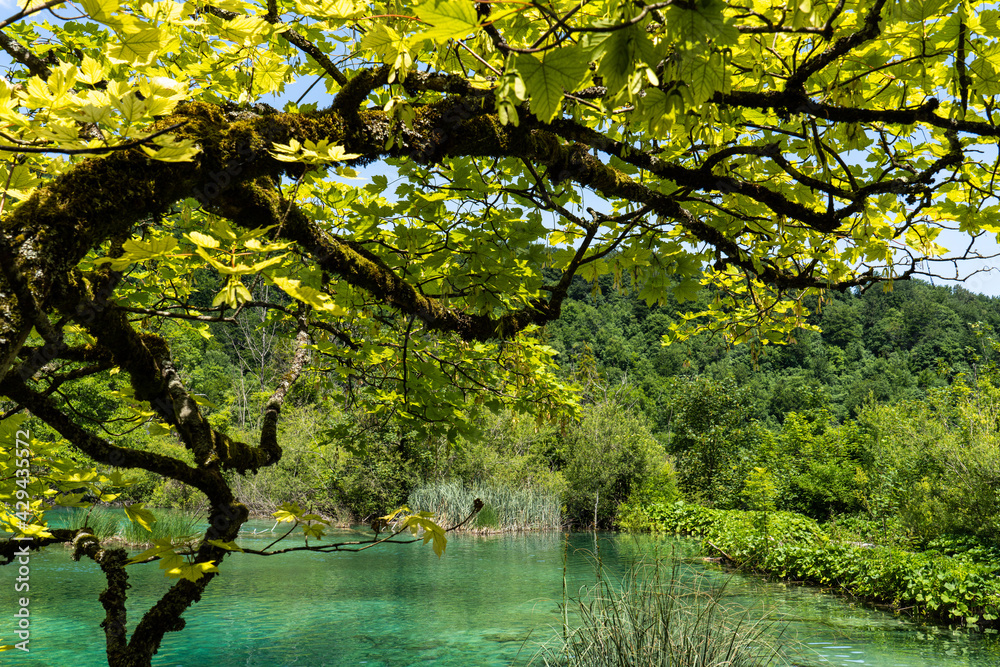 Beautiful landscape in the Plitvice Lakes National Park in Croatia Beautiful landscape in the Plitvice Lakes National Park in Croatia