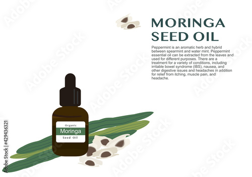 moringa herb for essential oil extraction in medical treatment vector ep01