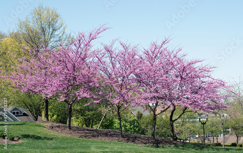 Row of Purple Flowering Red Bud Trees