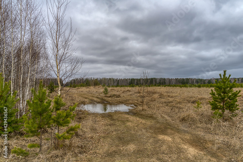 Spring landscape with young evergreen pines  last year s dry grass and cloudy blue-gray skies. The snow has just melted and the forest is awakening from the winter cold and frost. Ural  Russia  