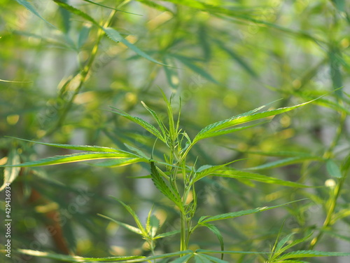 marijuana tree and leafe plant for medicine 