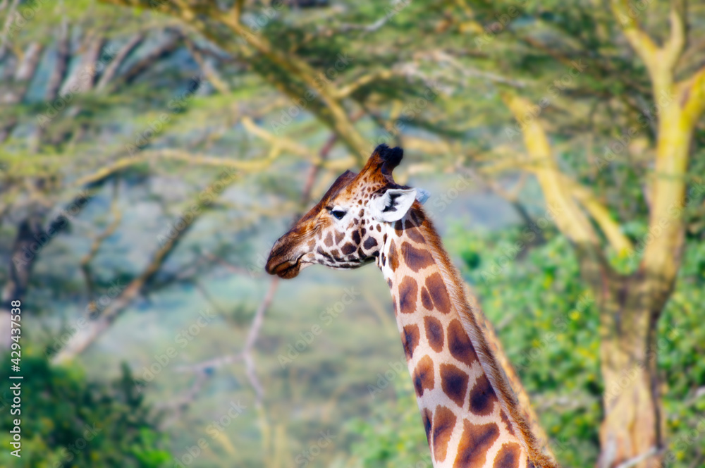 Giraffe in savahann in Eastern Africa Giraffe in savahann in Eastern Africa