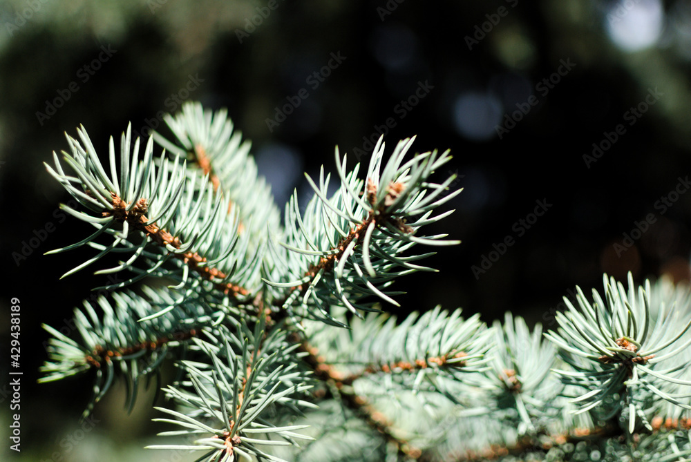 spruce branch captured in close-up spruce branch captured in close-up