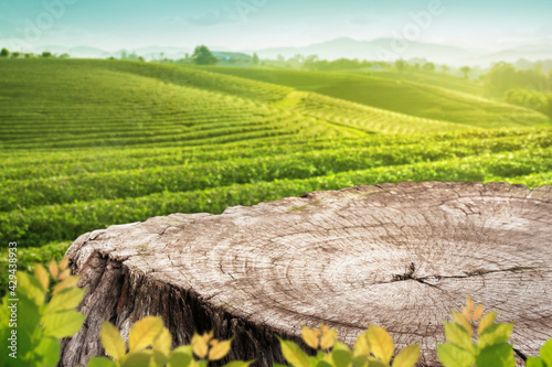 Wooden table top or stump with blurry tea plantation landscape againt blue sky and blured green leave frame Product Dispaly stand background concept photo