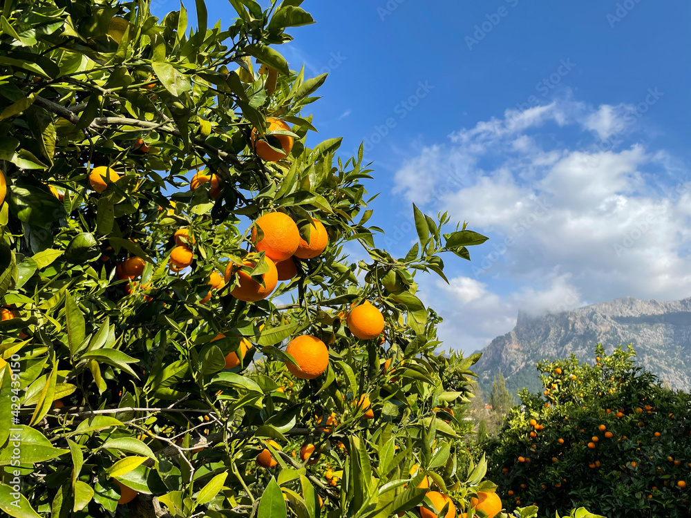 Orange citrus tree with ripe orange fruits on a citrus plantation in Soler on Mallorca island, Spain Orange citrus tree with ripe orange fruits on a citrus plantation in Soler on Mallorca island, Spain