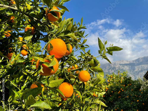 Orange citrus tree with ripe orange fruits on a citrus plantation in Soler on Mallorca island, Spain