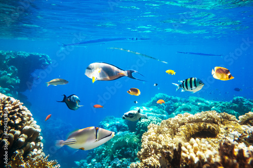 Fototapeta Naklejka Na Ścianę i Meble -  Different tropical fish on a coral reef in the Red Sea