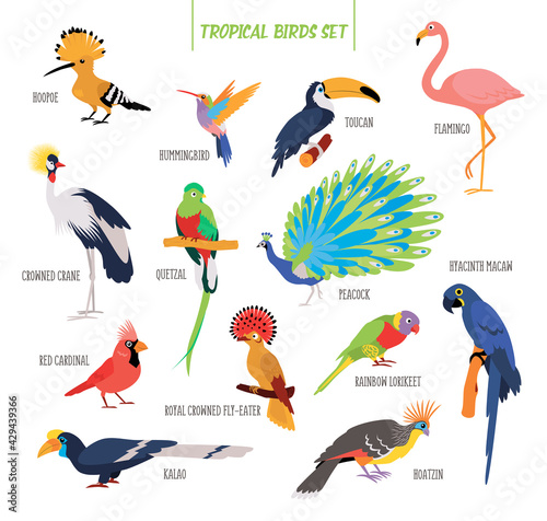 Vector set of cartoon tropical birds isolated on white background. Birds stickers. Flat illustration.