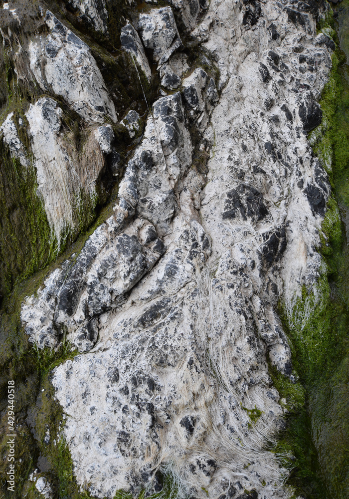 Dried seaweed on a rock