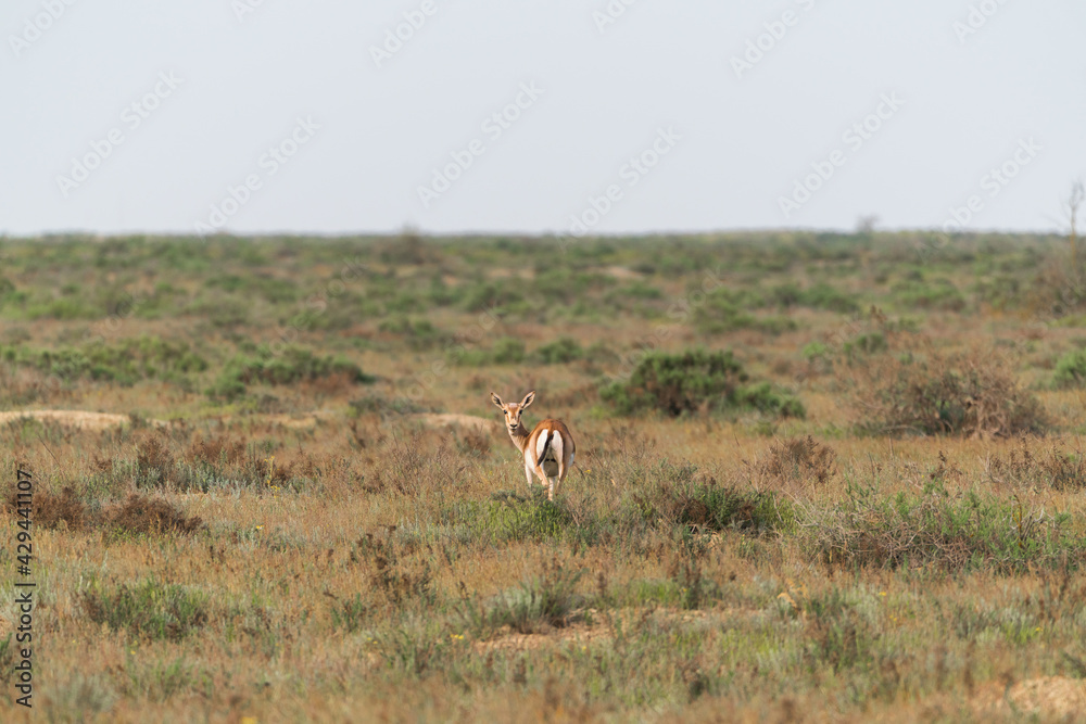 Naklejka premium Goitered gazelle Jeyran in field. Wildlife nature reserve