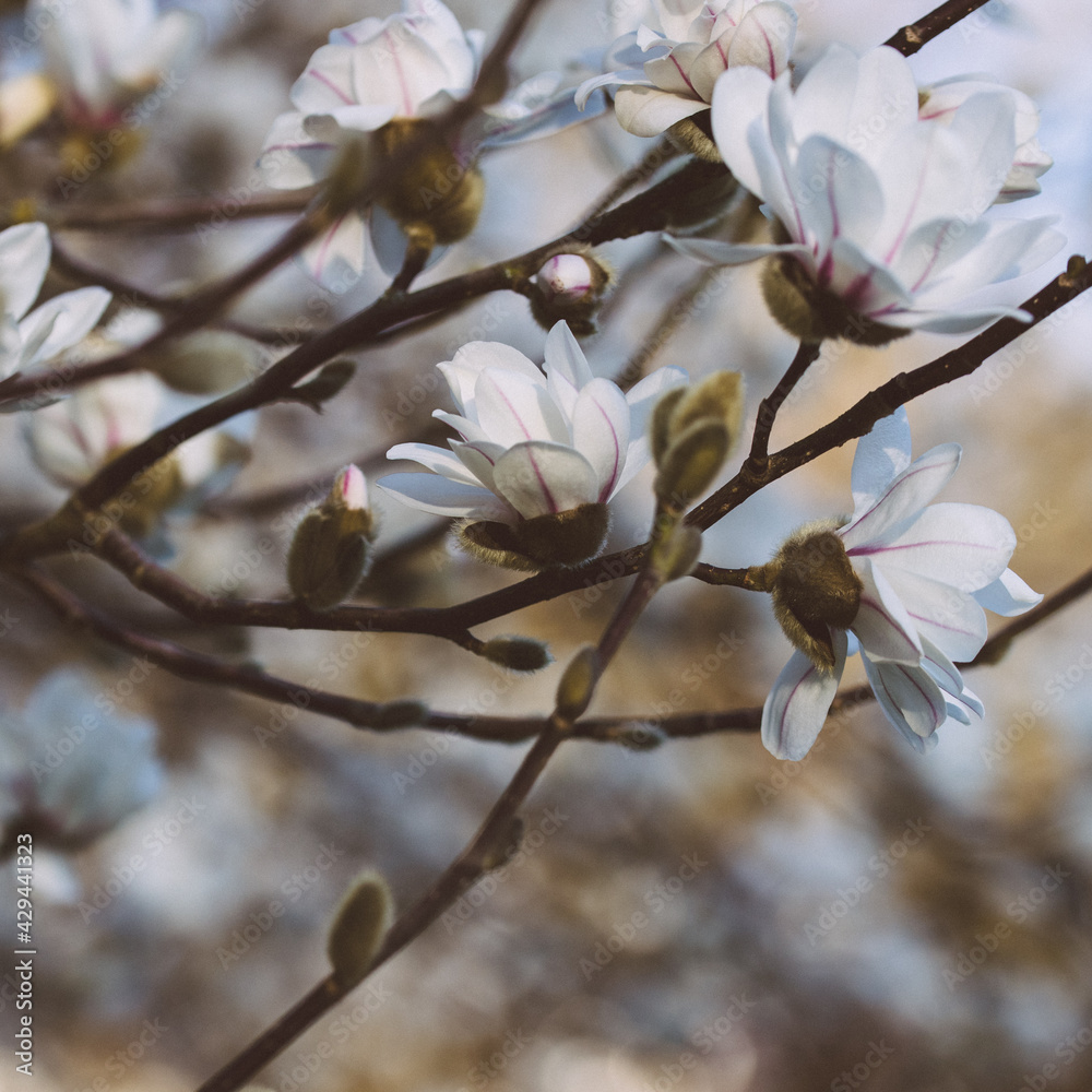 Fototapeta premium blooming tree
