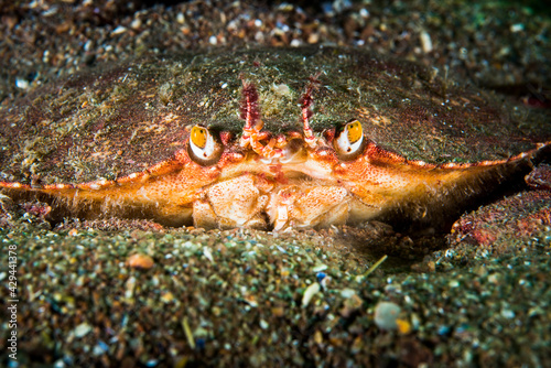 Atlantic rock crab underwater in the St. Lawrence River