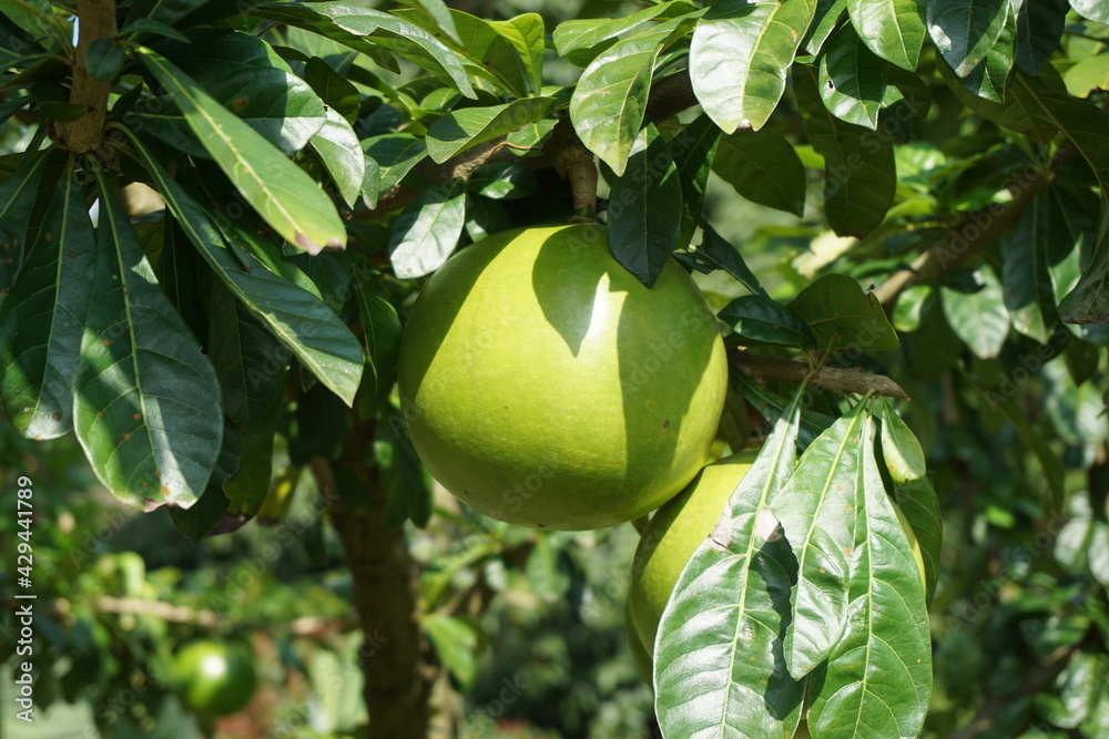 Crescentia cujete fruit with a natural background. Also called Calabash tree Crescentia cujete fruit with a natural background. Also called Calabash tree