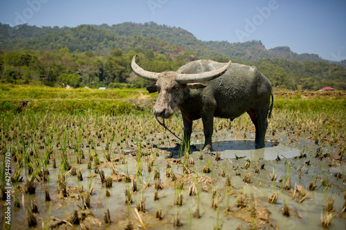 Fototapeta Naklejka Na Ścianę i Meble -  buffalo standing in a rice field in Bali