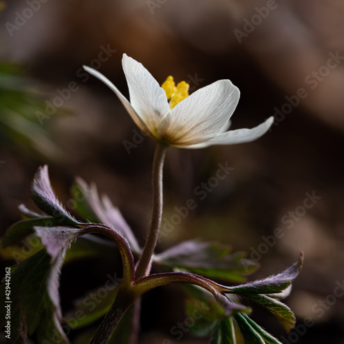 close up of a flower