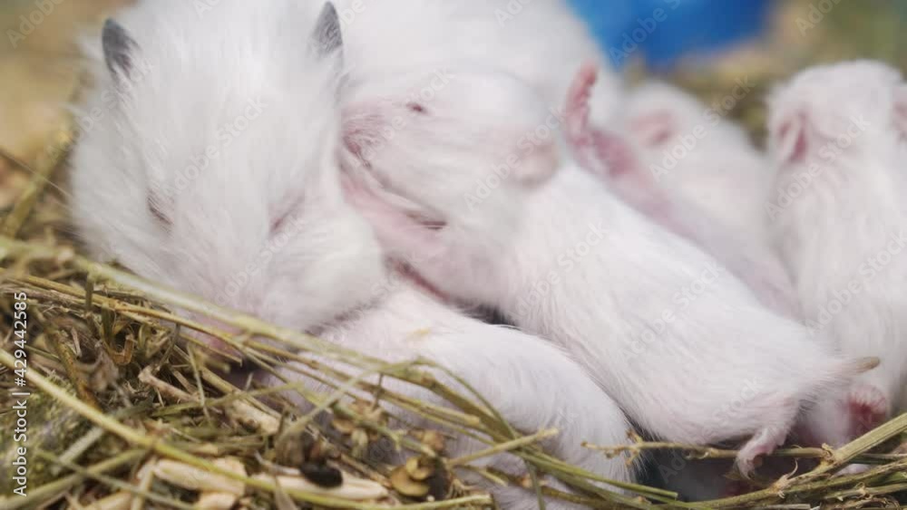 white Syrian hamster with toddlers in cage. white Syrian hamster with toddlers in cage.