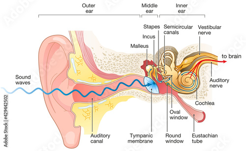 Foto Ear anatomy