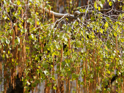 (Betula pendula verrucosa) Bouleau blanc ou bouleau verruqueux. Bel arbre d'ornement aux rameaux retombants au feuilles triangulaires pointues et chatons mâles pendants au milieu du printemps photo