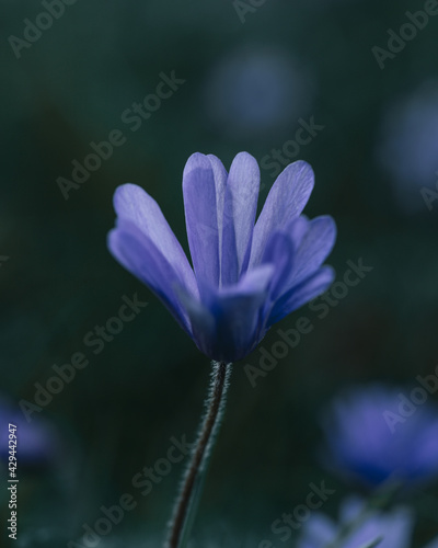 flower of a blue © MACRO BLOOMS