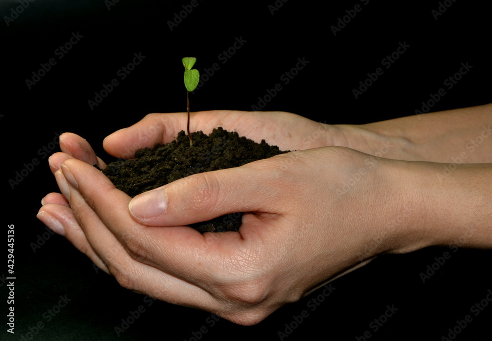 hand holding small tree for planting. concept green world and earth day. Black background hand holding small tree for planting. concept green world and earth day. Black background
