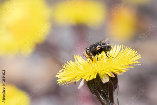 A fly (genus Gonia) gathers pollen from a coltsfoot flower at Lynde Shores Conservation Area in Whitby, Ontario. photo