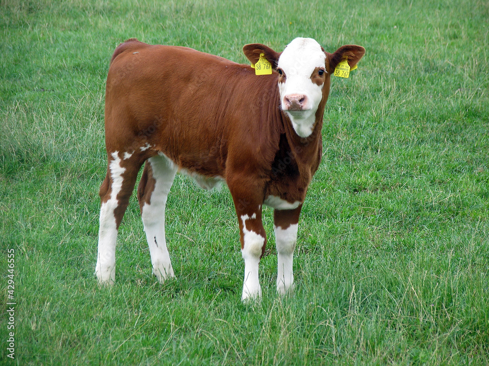Braun und weiß gefleckte Milchvieh auf einer Weide. Schleswig-Holstein, Deutschland, Europa --
Brown and white spotted dairy cattle in a pasture. Schleswig-Holstein, Germany, Europe Braun und weiß gefleckte Milchvieh auf einer Weide. Schleswig-Holstein, Deutschland, Europa --
Brown and white spotted dairy cattle in a pasture. Schleswig-Holstein, Germany, Europe