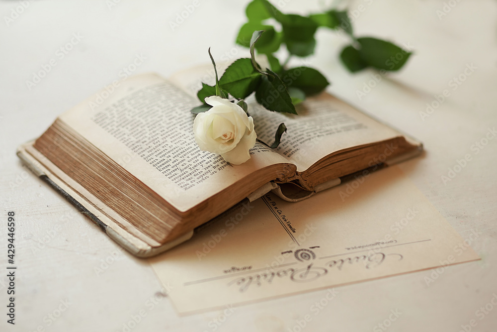 Fototapeta premium book with rose