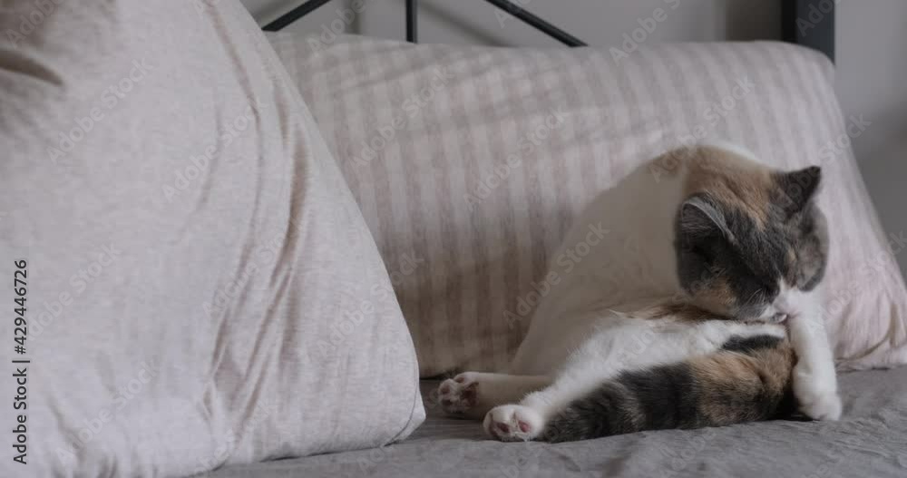 British shorthair cat lick hair on bed at home. slow motion British shorthair cat lick hair on bed at home. slow motion